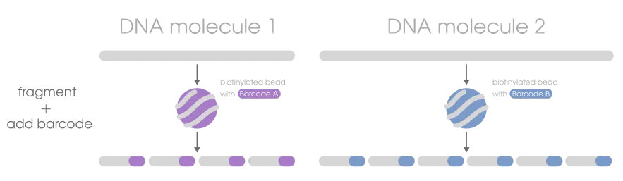 BLink-seq in a nutshell