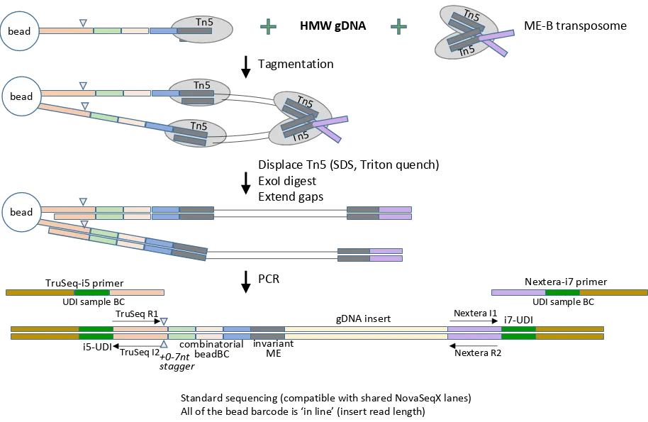 BLink-seq library prep