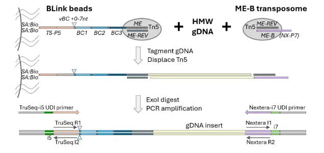 BLink-seq overview