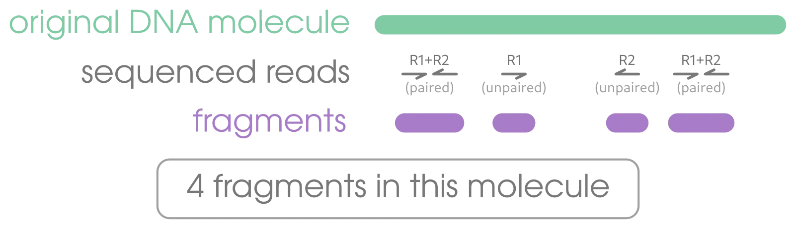 fragments per molecule