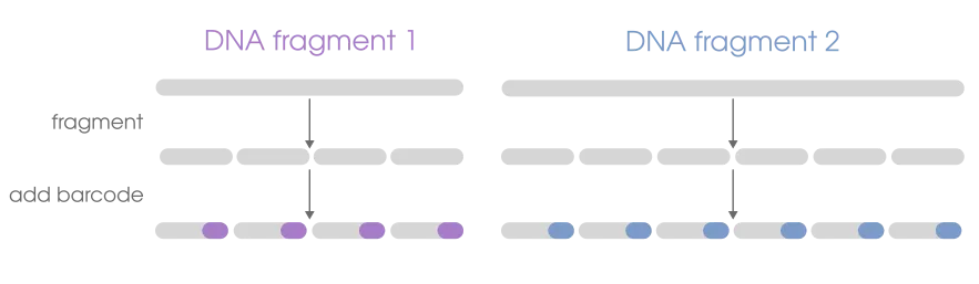 simplified overview of linked reads