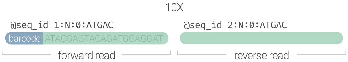 10X Genomics
