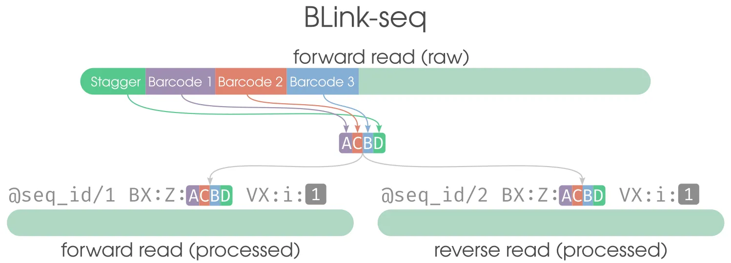 BLink-seqw
