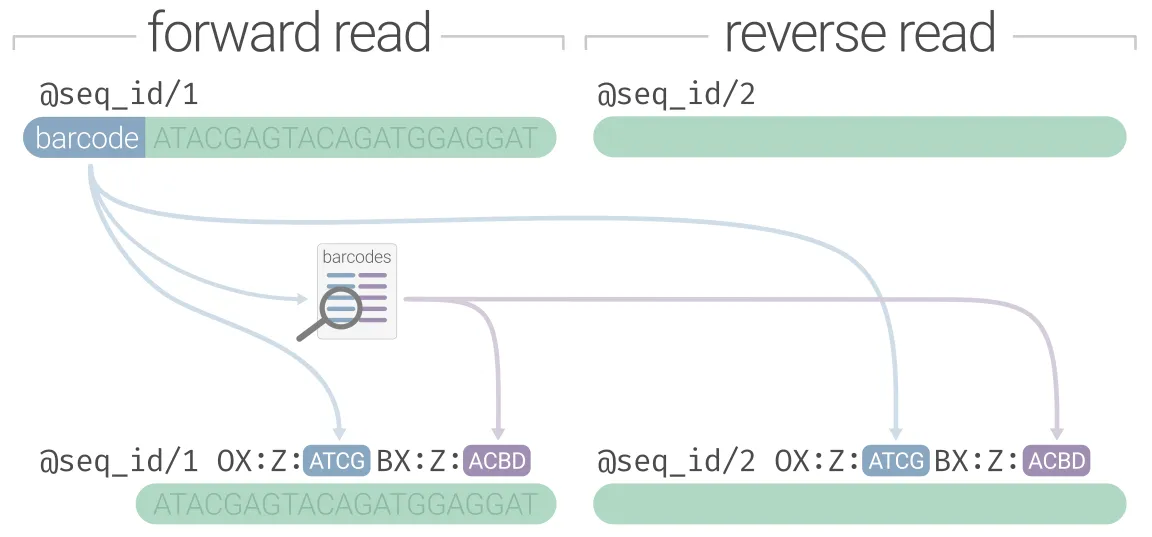 10X linked read data before and after demultiplexing