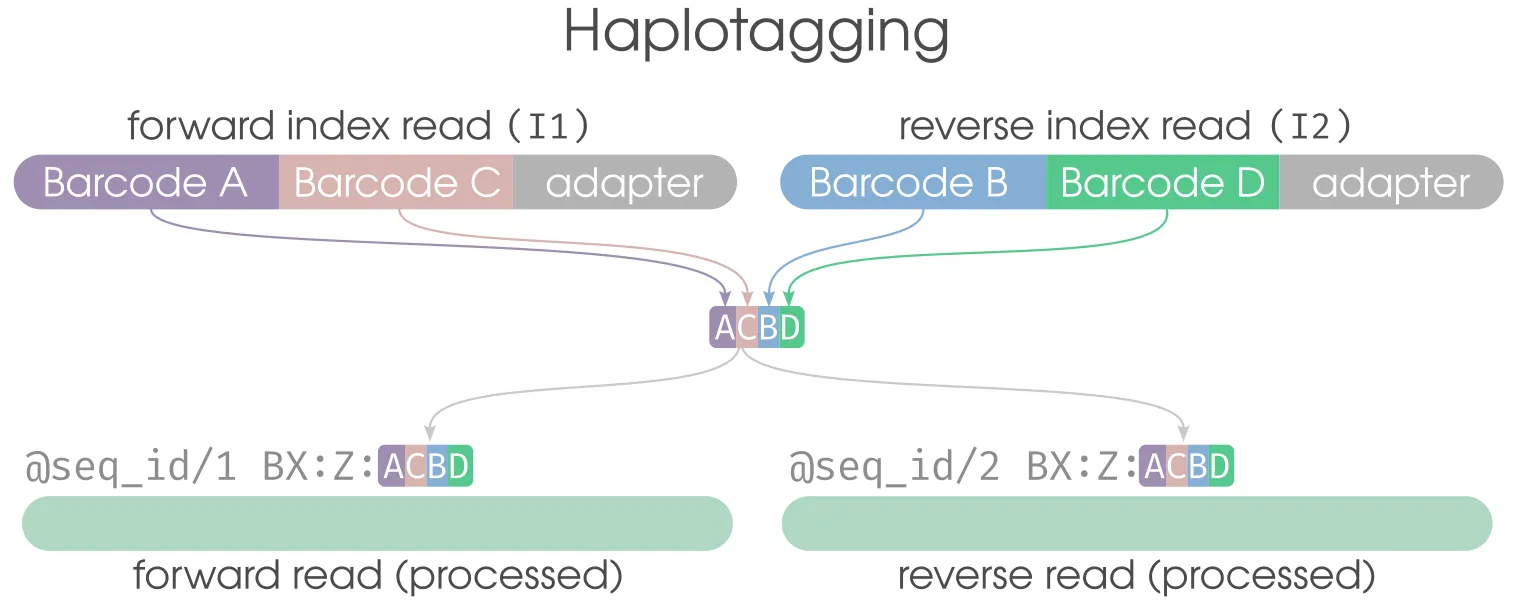 Haplotagging
