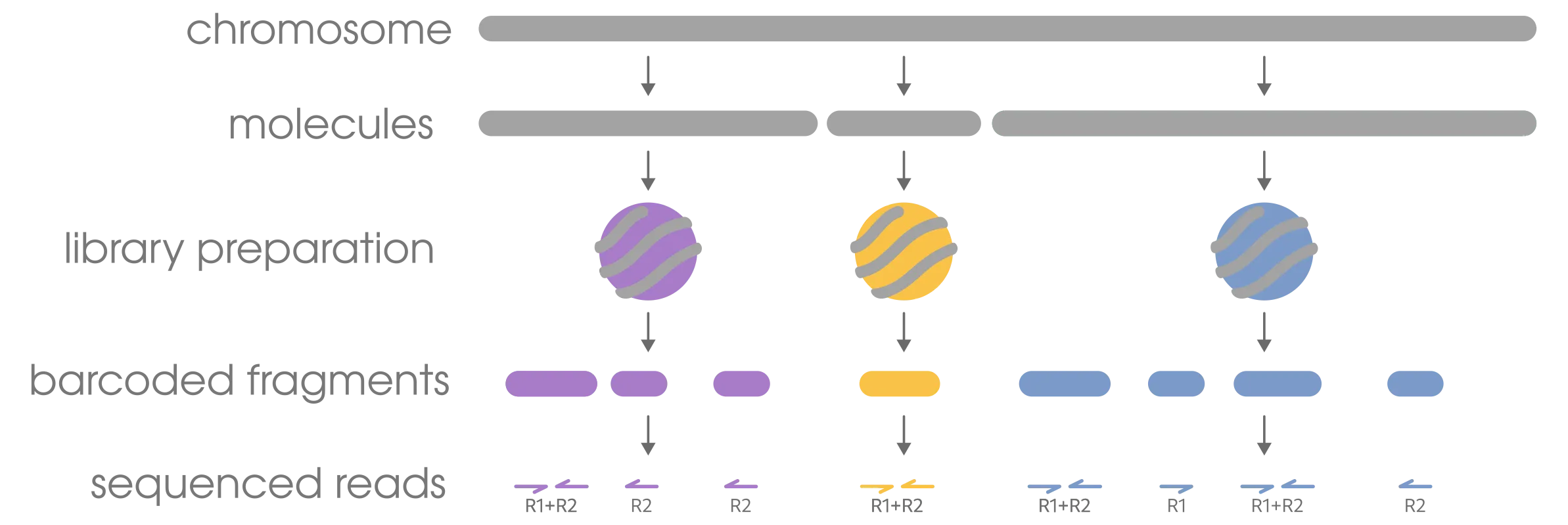 linked-read terminology