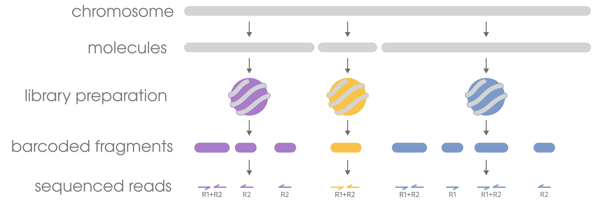 linked-read terminology